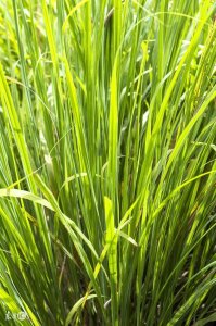 ​柠檬草的功效与作用及使用方法