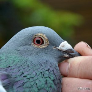 ​幼鸽开家操作大家都知道，但这些注意事项，没有人会告诉你