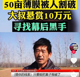 ​50亩龙牙菜一夜间惨遭毒手，损失100多万 龙牙菜为什么这么贵？