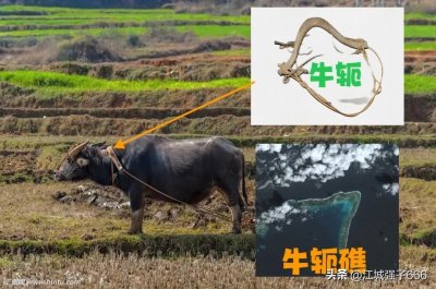 ​九章群礁局势复杂，礁首牛轭礁与赤瓜礁一头一尾，成掎角之势！