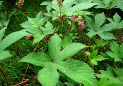 ​“绞杀植物”不费劲，满身倒刺，遇人“伤人”，逢物必缠，厉害
