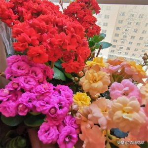 ​8种球根花，现在种下今年就有漂亮花开，关键养护还超简单