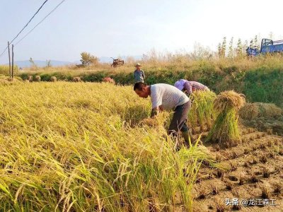 ​苇河：林海深处稻花香