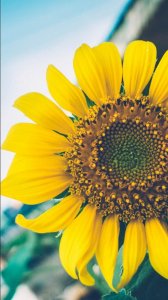 ​手机壁纸 | 向日葵 | 心向阳光，勇敢追求