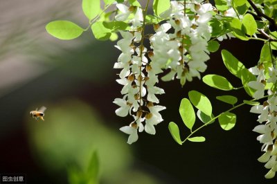 ​才知道槐花还有紫色和白色之分，紫槐花是否能吃？看看老农怎么说
