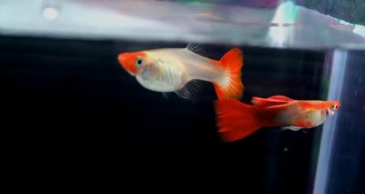 ​知道水霉病是怎么发生的吗？怎么治疗吗？