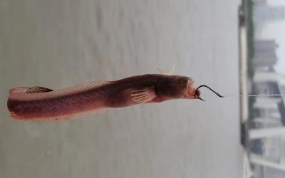 ​红狼牙鰕虎鱼的“疯狂”，因入侵巢湖而闻名，一嘴暴牙什么来路？