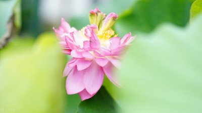 ​《论语》：什么是礼之用，和为贵？很多人理解并不全面