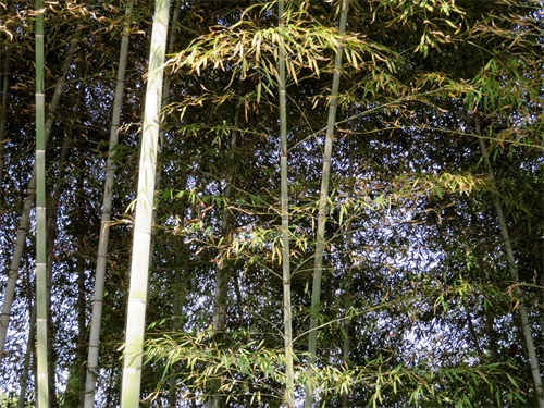 楠竹又名江南竹,竹根具止消渴,散毒补虚功用