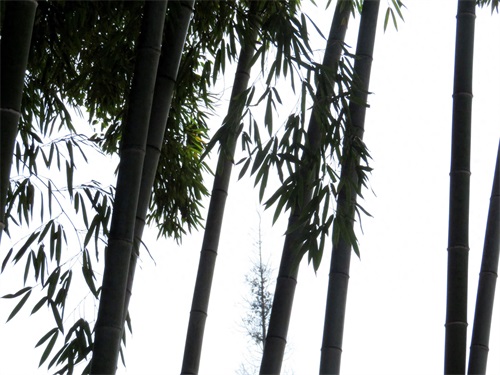 楠竹又名江南竹,竹根具止消渴,散毒补虚功用