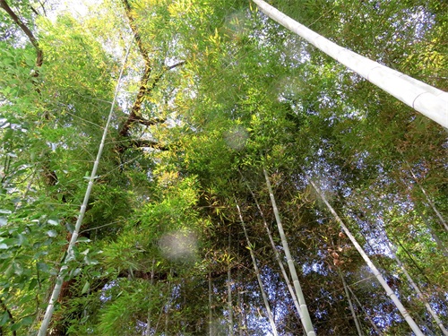 楠竹又名江南竹,竹根具止消渴,散毒补虚功用