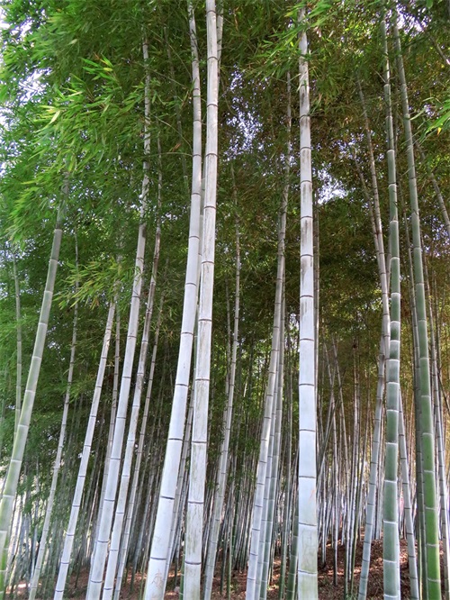 楠竹又名江南竹,竹根具止消渴,散毒补虚功用