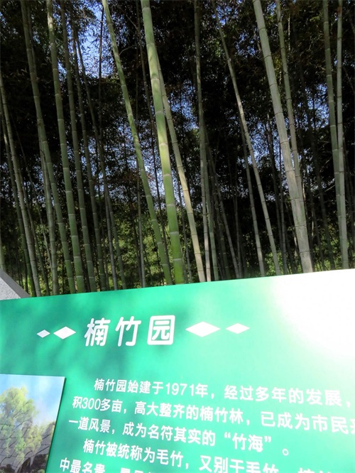 楠竹又名江南竹,竹根具止消渴,散毒补虚功用