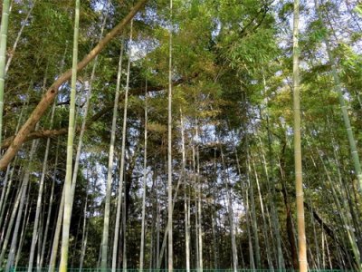 ​楠竹又名江南竹，竹根具止消渴，散毒补虚功用