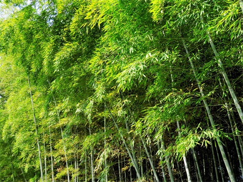 楠竹又名江南竹,竹根具止消渴,散毒补虚功用