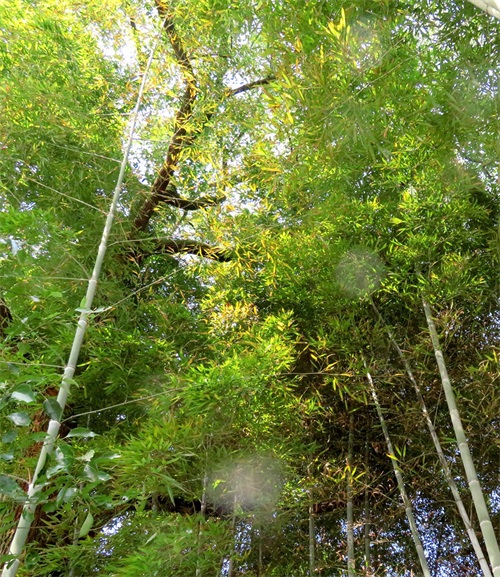 楠竹又名江南竹,竹根具止消渴,散毒补虚功用