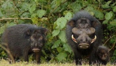 ​巨林猪：二师兄的尊严，就由我来守护吧！