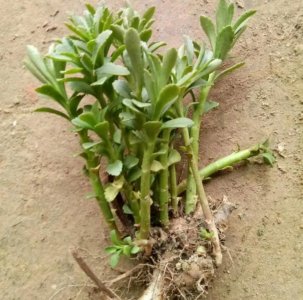 ​三七景天——土三七