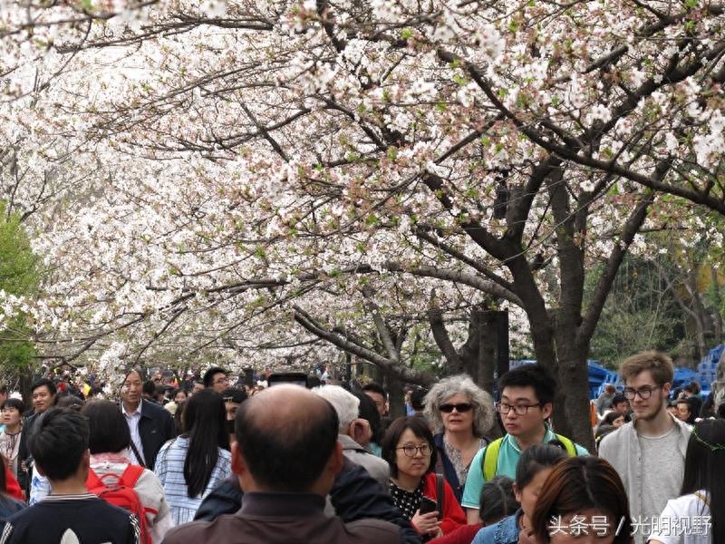 南京鸡鸣寺樱花盛开：人挤人，人浪盖过花浪