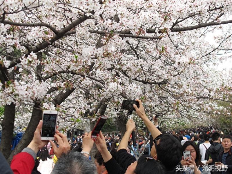 南京鸡鸣寺樱花盛开：人挤人，人浪盖过花浪
