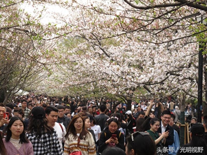 南京鸡鸣寺樱花盛开：人挤人，人浪盖过花浪