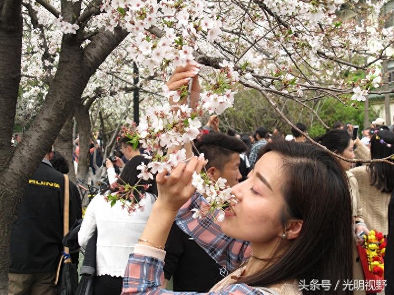 南京鸡鸣寺樱花盛开：人挤人，人浪盖过花浪