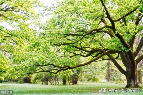 十年树木,百年树人