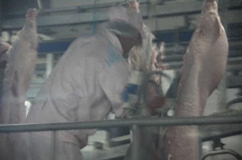 屠宰场杀猪全程实拍