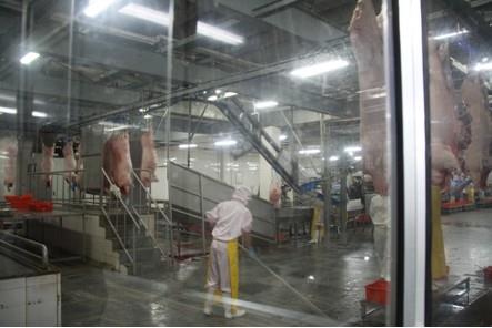 屠宰场杀猪全程实拍