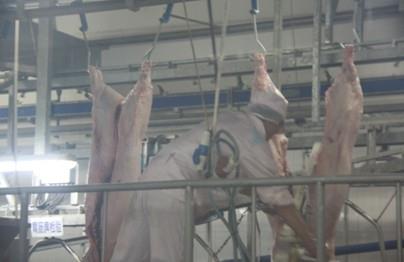 屠宰场杀猪全程实拍