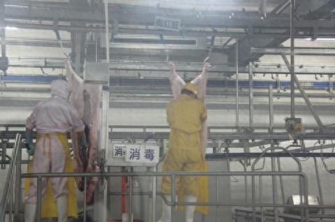 屠宰场杀猪全程实拍