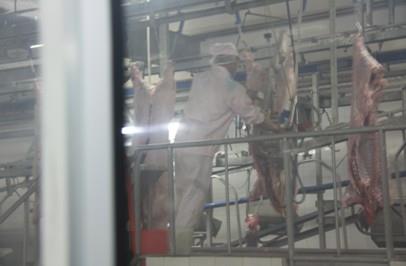 屠宰场杀猪全程实拍