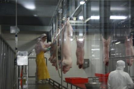 屠宰场杀猪全程实拍