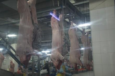 屠宰场杀猪全程实拍