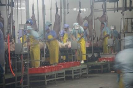 屠宰场杀猪全程实拍