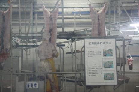 屠宰场杀猪全程实拍