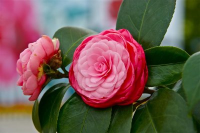 ​十八学士茶花：花朵结构奇特 塔型层次分明