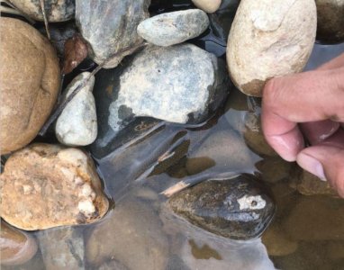 ​鱼没钓到白捡一堆河蚌，五十元一斤越老越值钱，可能有珍珠