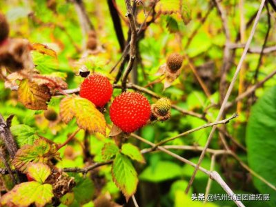 ​小时候的味道，长大永久的渴望——野草莓，学名叫覆盆子