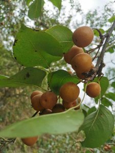 ​小时候的野果（棠梨）