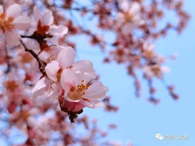 ​桃花季来啦！~崆峒山“桃花节”活动精彩不断，快来一睹为快！