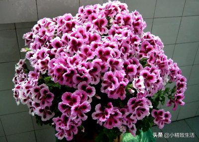 ​大花天竺葵，养护分3步，来年爆满盆，开成大花球