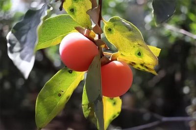​陕西火晶柿子，穿越1300年的甜蜜