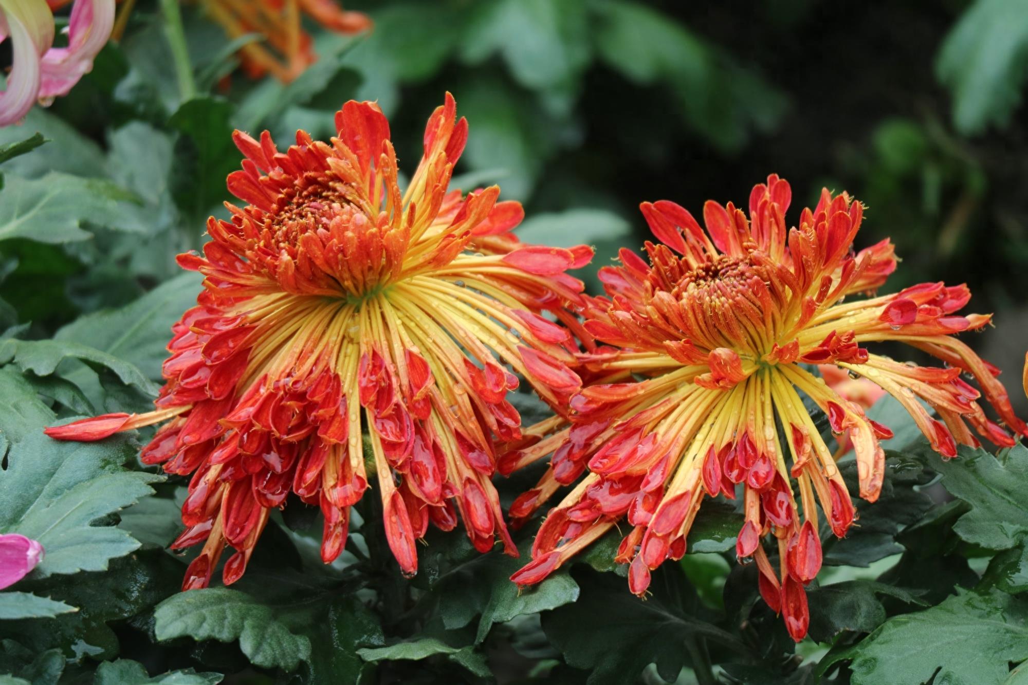 万紫千红不是春:成都人民公园菊花展掠影