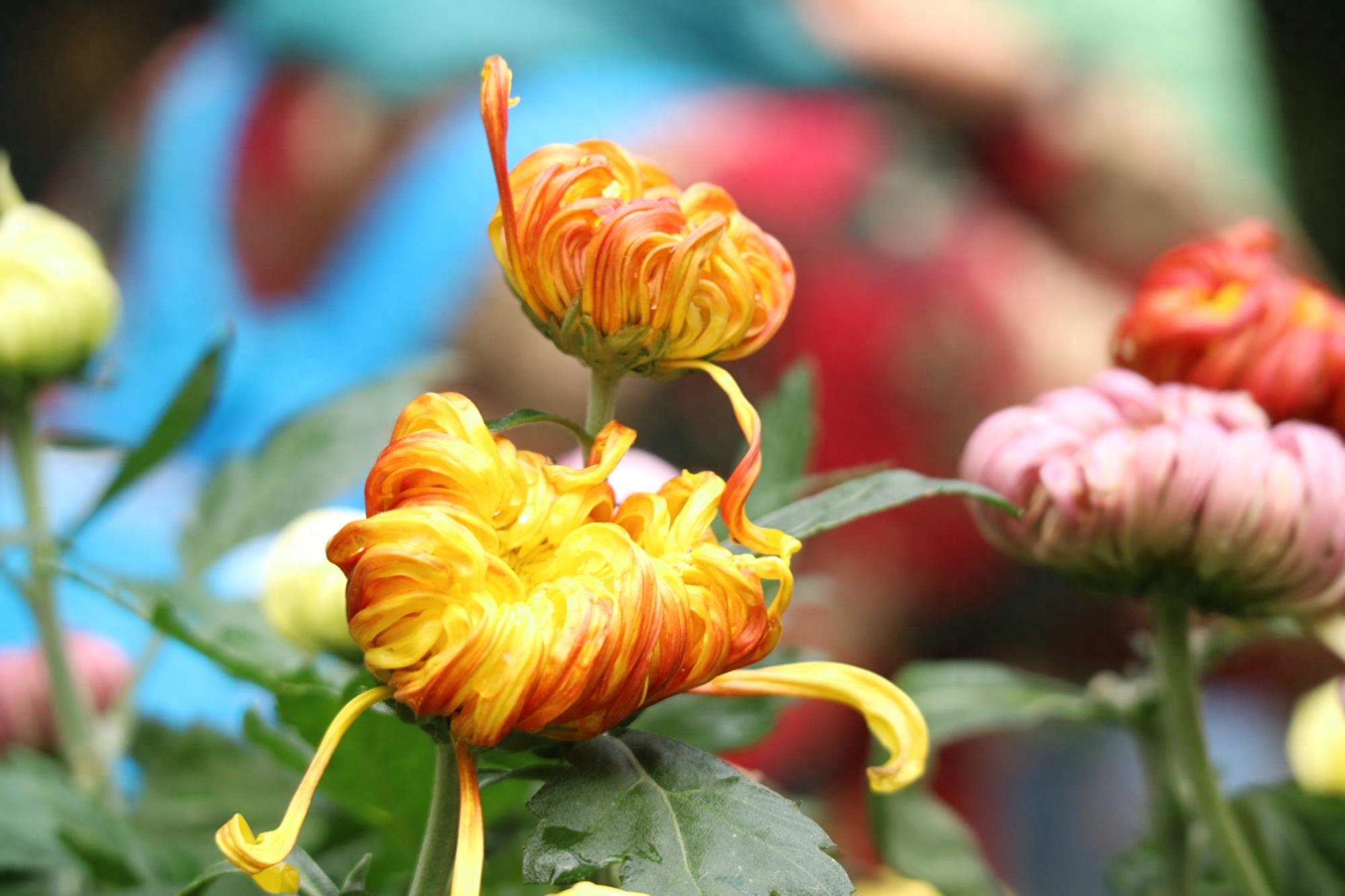 万紫千红不是春:成都人民公园菊花展掠影