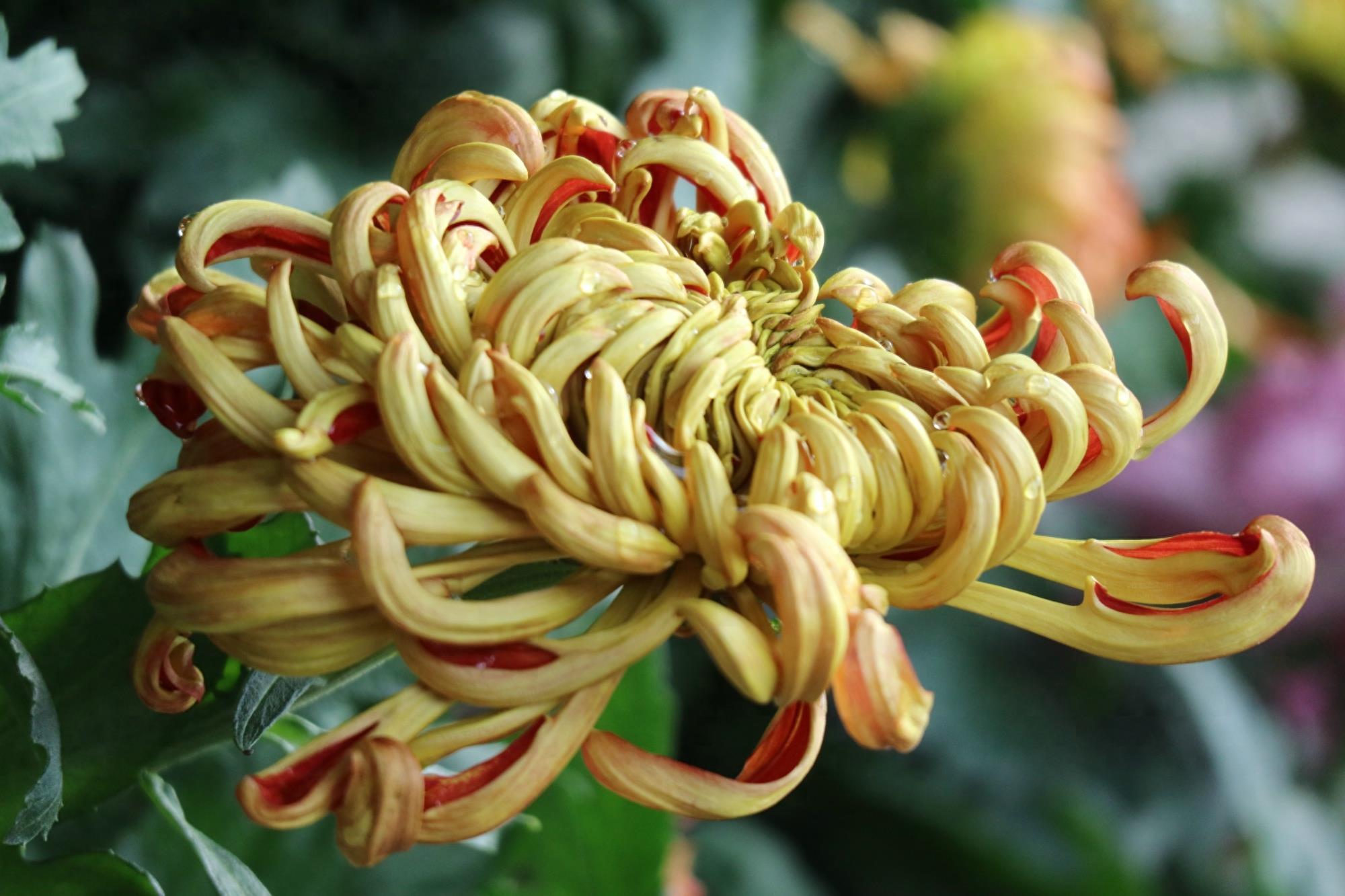 万紫千红不是春:成都人民公园菊花展掠影