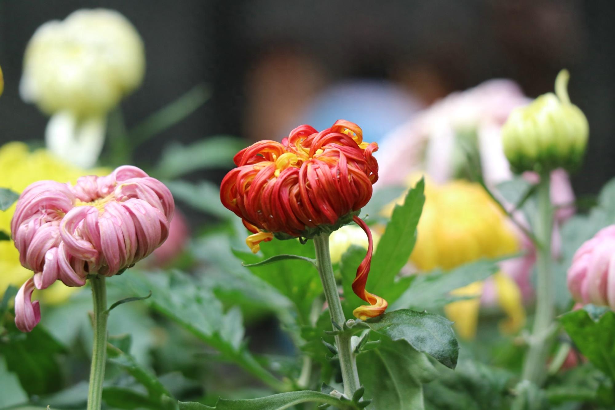 万紫千红不是春:成都人民公园菊花展掠影