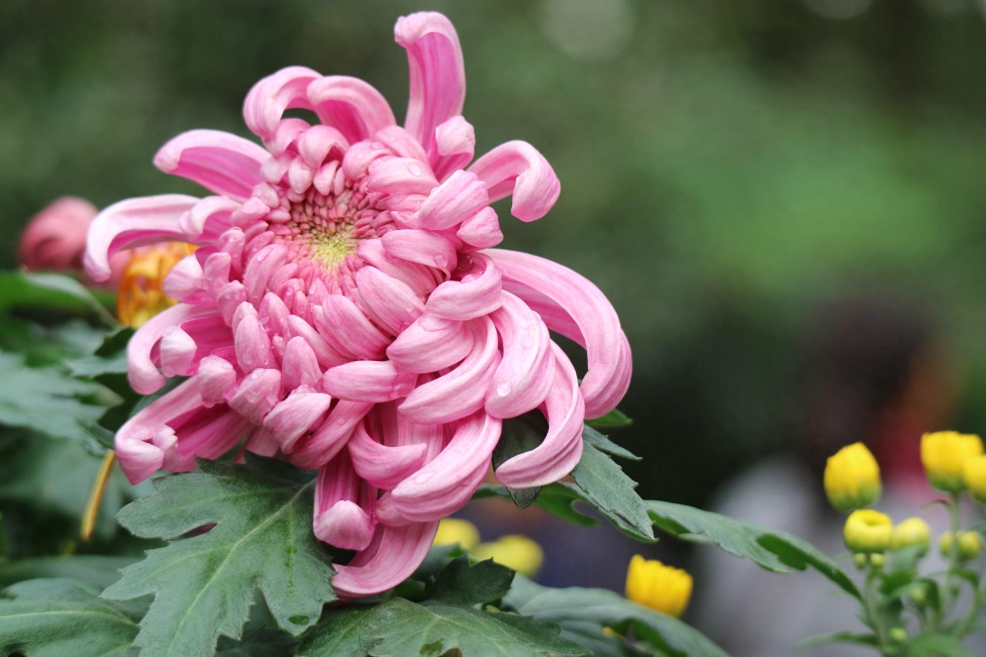 万紫千红不是春:成都人民公园菊花展掠影