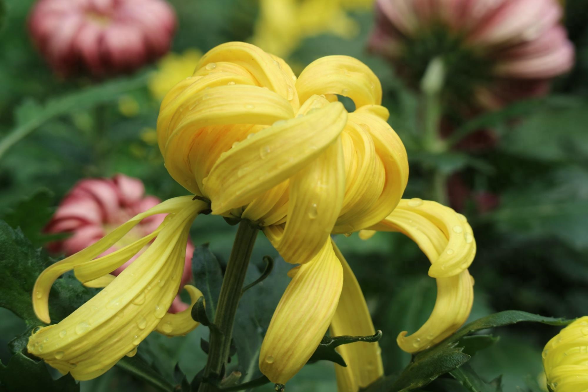 万紫千红不是春:成都人民公园菊花展掠影