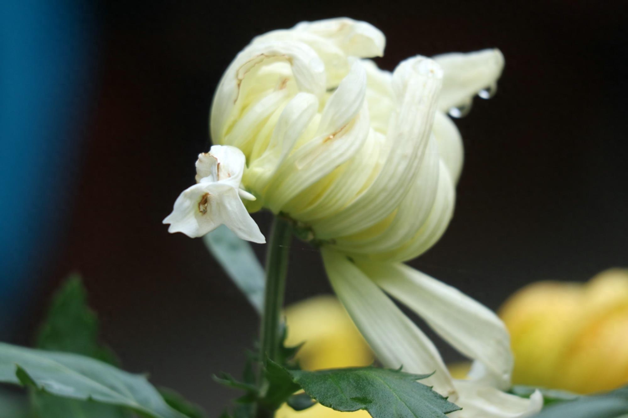 万紫千红不是春:成都人民公园菊花展掠影